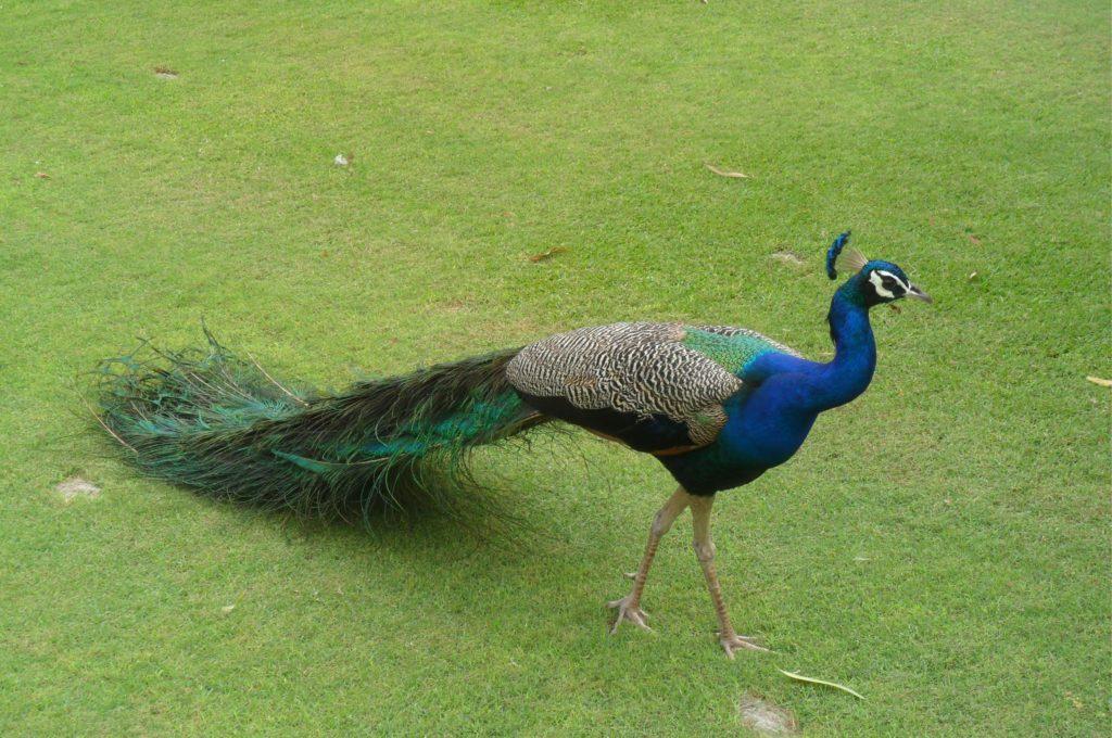 Delhi Golf course peacock-min
