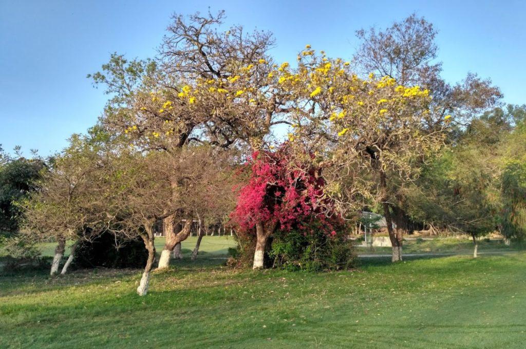 GCC colorful tree on fairway-min