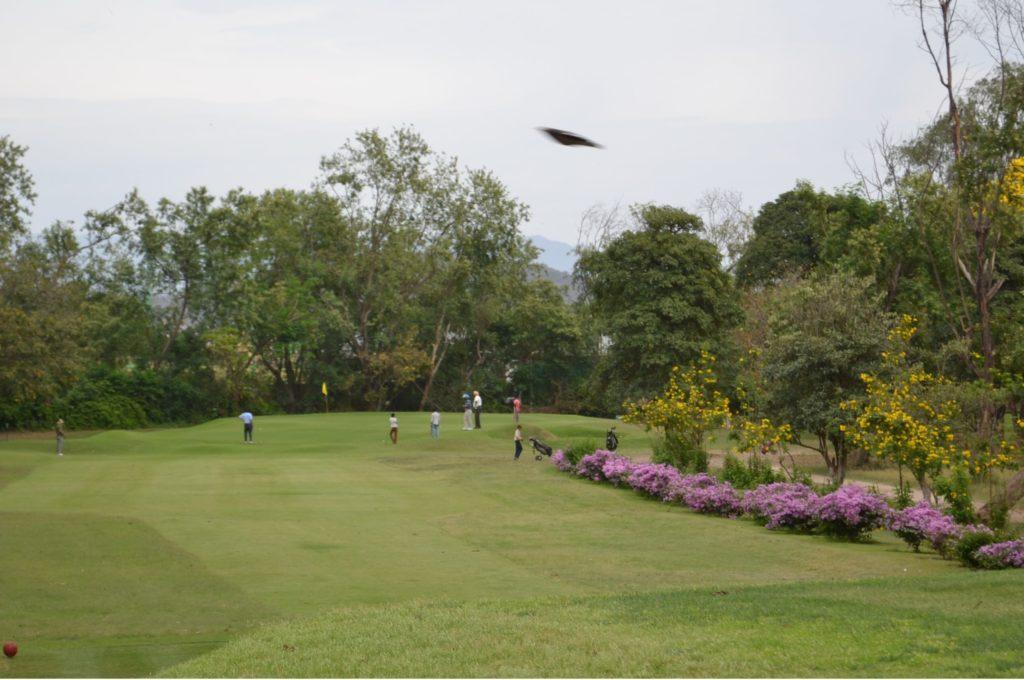 GCC man on green 2-min